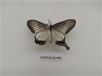 藏品(淺翅鳳蛾)的圖片